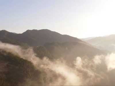 O-Life<br/>Organic Tea<br/>Marketing Film